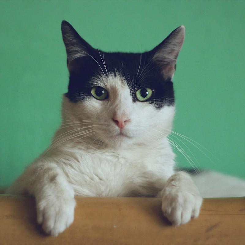 고양이 힌트